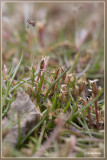 Oeverkruid - Littorella uniflora
