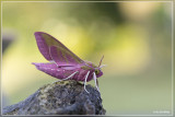 Groot avondrood - Deilephila elpenor 