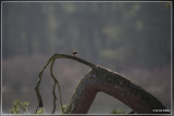 _MG_8440kopie.jpg