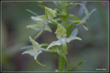 Bergnachtorchis (Platanthera chlorantha)