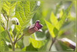 Wolfskers - Atropa bella-donna