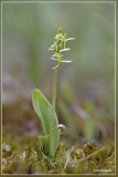 Groenknolorchis - Liparis loeselii