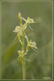 groenknolorchis (Liparis loeselii)