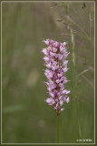 Adderwortel - Persicaria bistorta