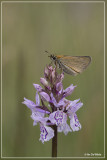 Zwartsprietdikkopje - Thymelicus lineola  ? 