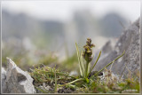 Alpendwergorchis - Chamorchis alpina