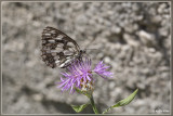 _MG_0200kopie.jpg