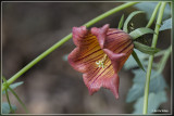 Canarisch klokje - Canarina canariensis