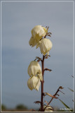 Palmlelie - Yucca gloriosa 