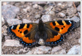 Small Tortoiseshell 