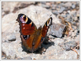 Peacock Butterfly 