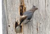 Brown Headed Nuthatch