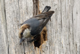 Brown Headed Nuthatch