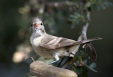 Northern Beardless Tyrannulet