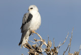 White Tailed Kite