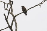 Gray-throated Barbet