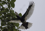 Black-and-white casqued Hornbill