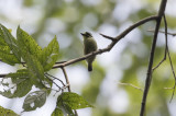 Yellow-throated Tinkerbird