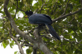 Great Blue Turaco