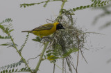 Lesser Masked Weaver