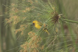 Northern Brown-throated Weaver