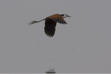 African Jacana