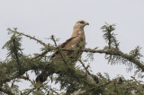 European Honey-Buzzard