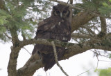 Verreuxs Eagle Owl