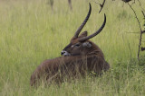  Waterbuck