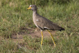 African Wattled Lapwing