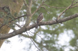 Red-throated Wryneck