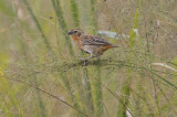 Southern Red Bishop