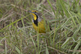 Yellow-throated Longclaw