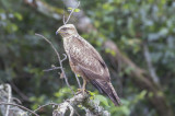 Common Buzzard