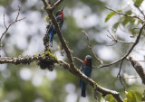 _Black Bee-eaters