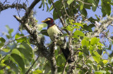 Yellow-billed Barbet