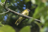 Petits Cuckoo-Shrike