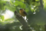 Gray-winged Robin-Chat