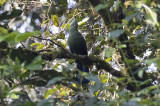 Black-billed Turaco