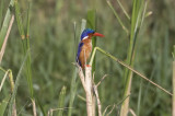 Malachite Kingfisher