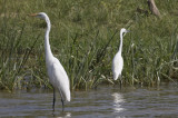 Great & Intermediate Egret