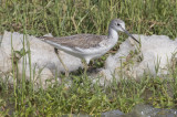 Common Greenshank