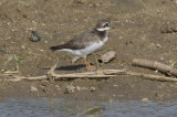 Common Ringed Plover