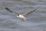 White-winged Tern