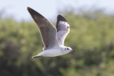 Gray-headed Gull