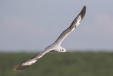 Gray-headed Gull