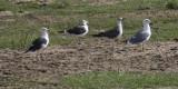 Baltic & Heuglins Lesser Black-backed Gull