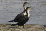 Great Cormorants