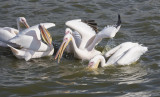 Great White Pelicans