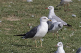 Lesser Black-backed Gull